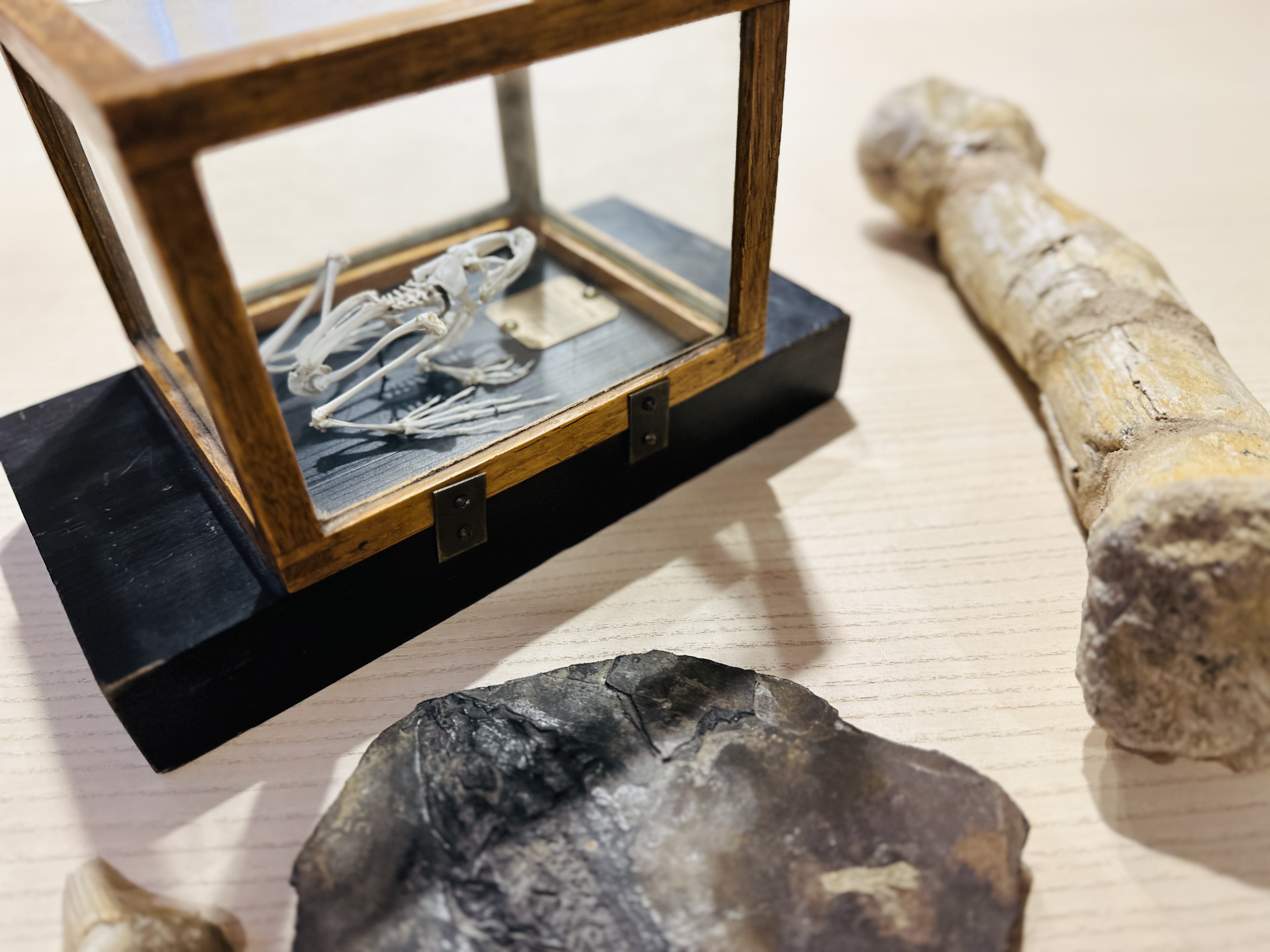 Grodskelett, dinosaurieben och fossil utplacerade på ett bord. Foto. 