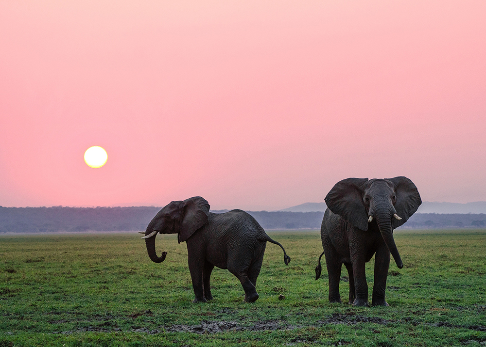 Två elefanter på savannen mot en rosa solnedgång